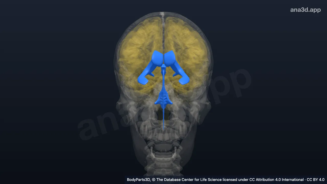 Model 3D: Sistem ventrikel neuraksis