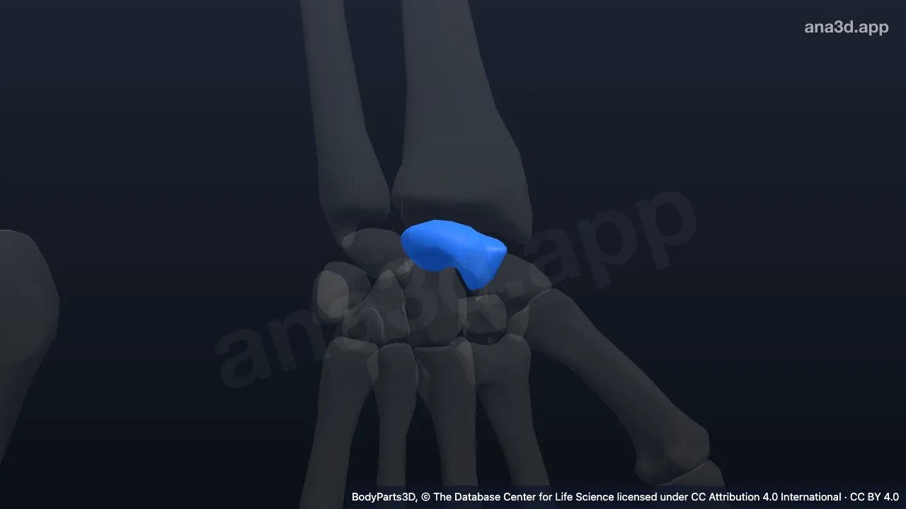 3D model: left scaphoid