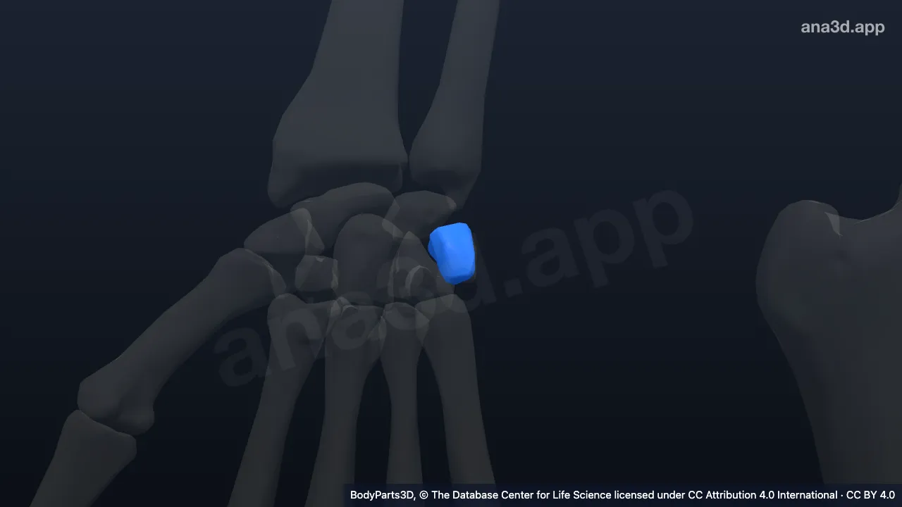 3D model: right triquetral