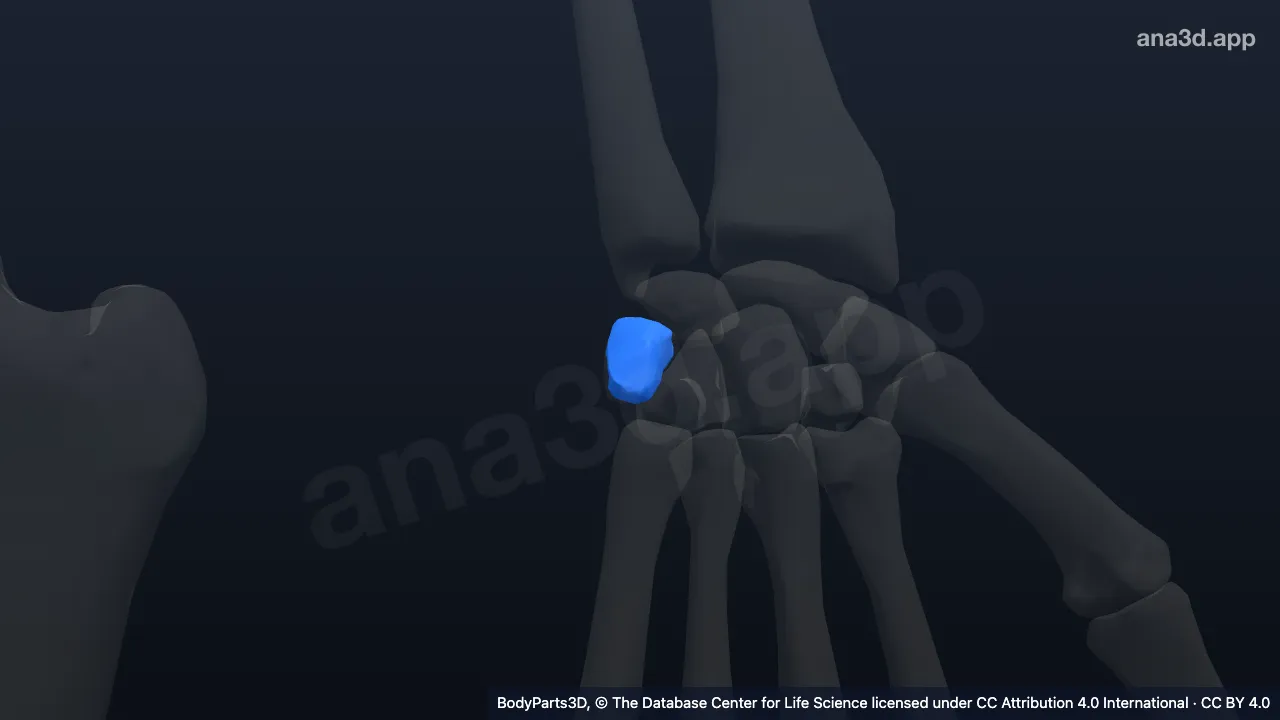 3D model: left triquetral