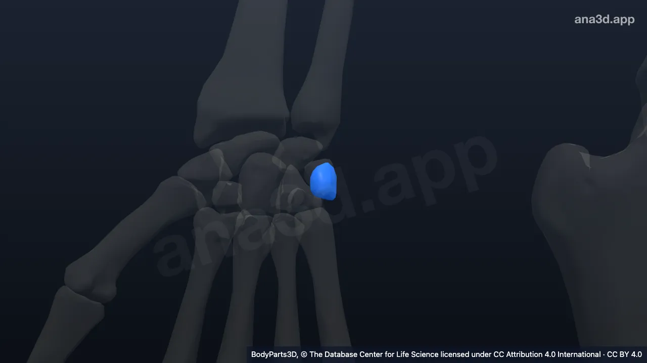 3D model: right pisiform