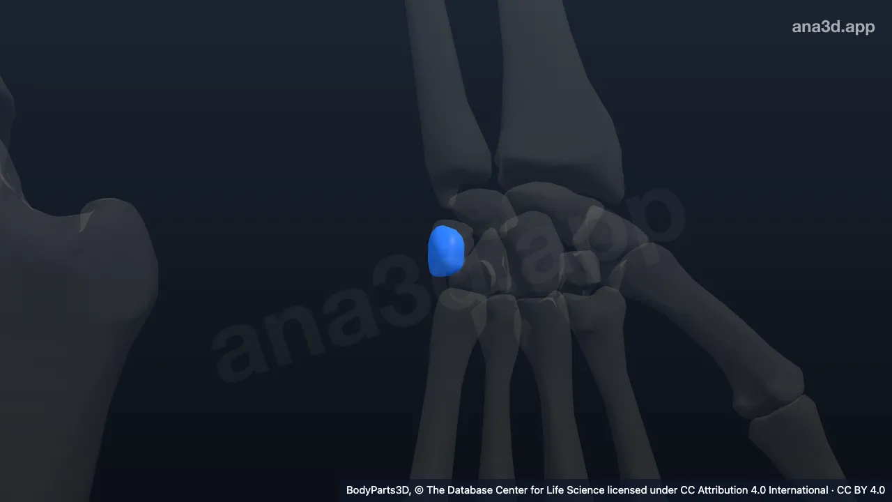 3D model: left pisiform