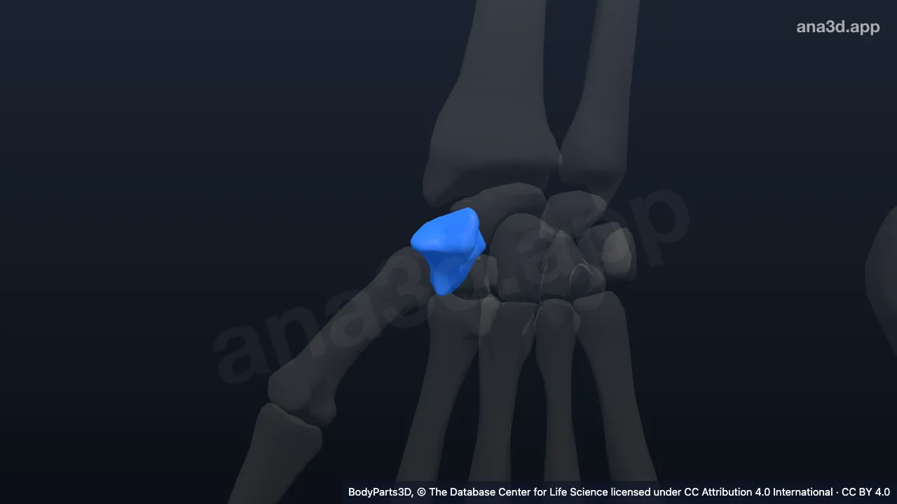 Modelo 3D: Trapecio derecho