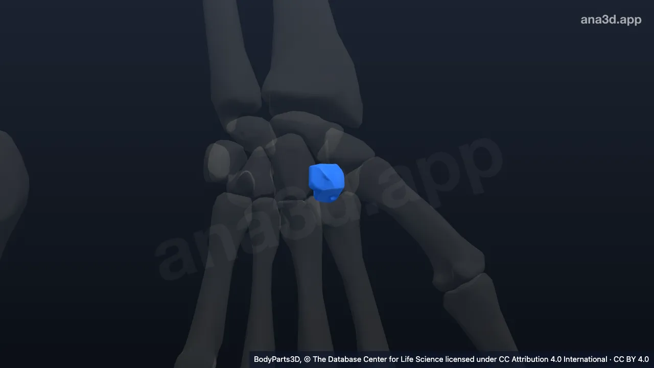 Modelo 3D: Osso trapezoide esquerdo