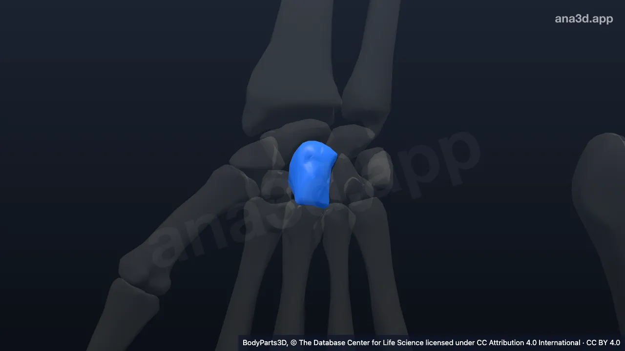 3D 模型：右头状骨