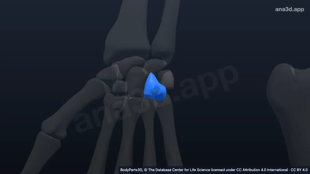 3D model: right hamate