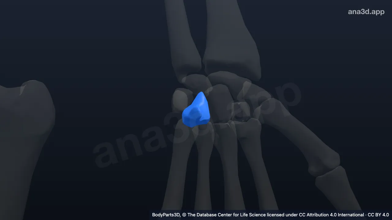 3D model: left hamate
