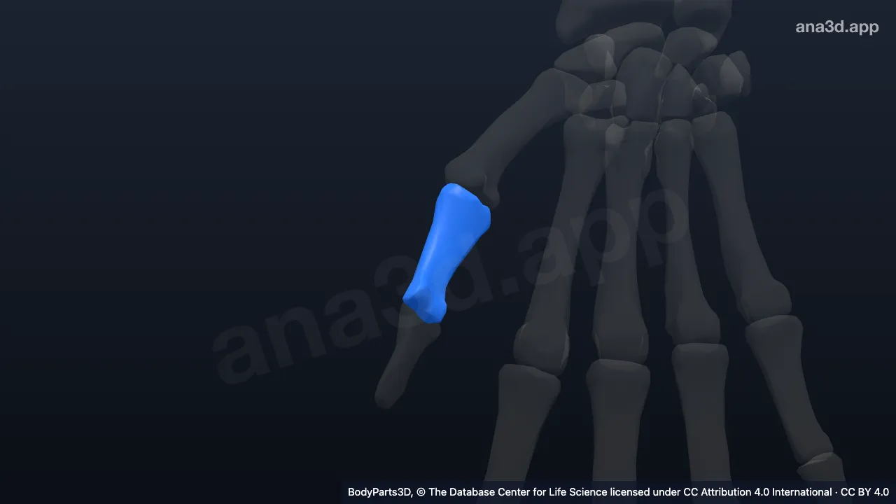3D model: proximal phalanx of right thumb