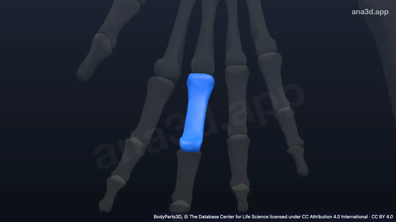 3D 模型:右中指近节指骨