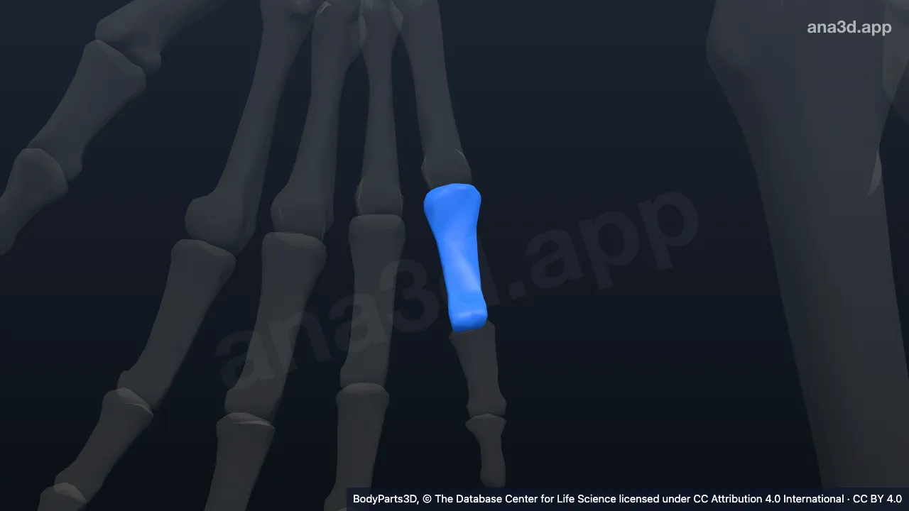 Model 3D: Falang proksimal jari kelingking kanan