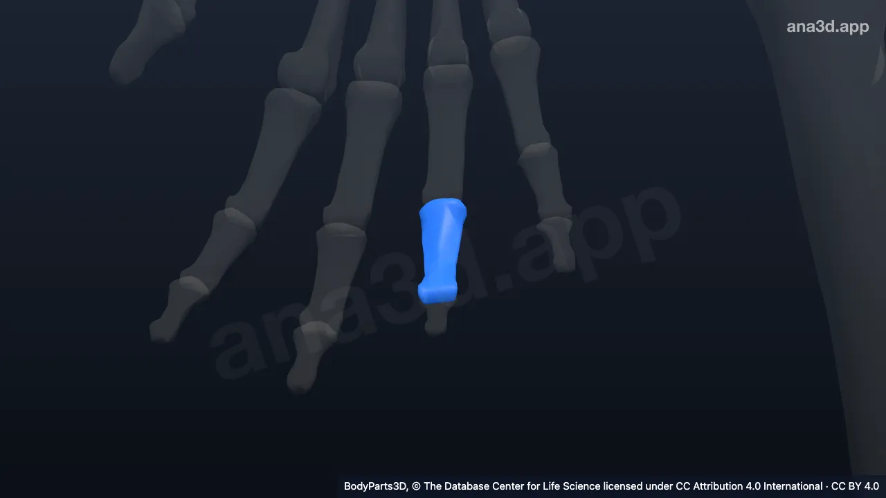 3D model: middle phalanx of right ring finger