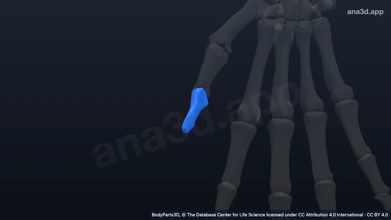 3D model: distal phalanx of right thumb