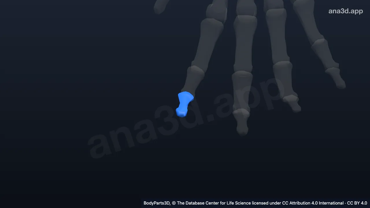 Modelo 3D: Falange distal do segundo dedo da mão direita