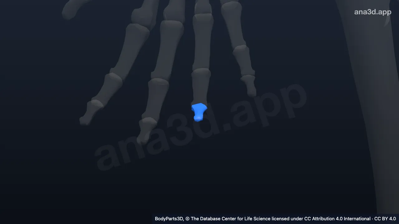 3D model: distal phalanx of right ring finger