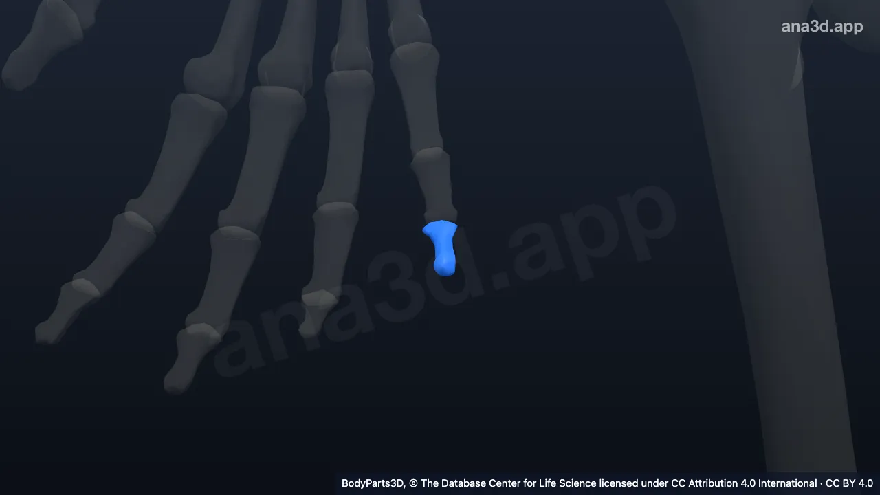 Modelo 3D: Falange distal do quinto dedo da mão direita