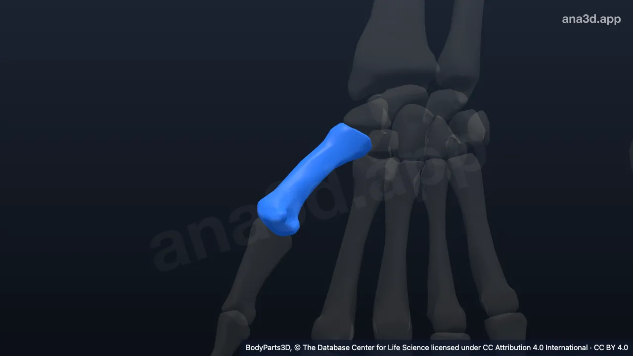 Modelo 3D: Primer metacarpo derecho