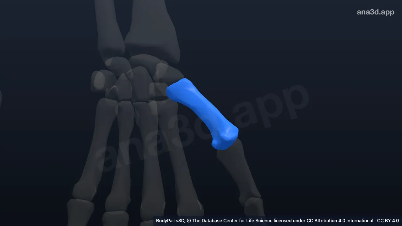 Modèle 3D : Premier métacarpien gauche