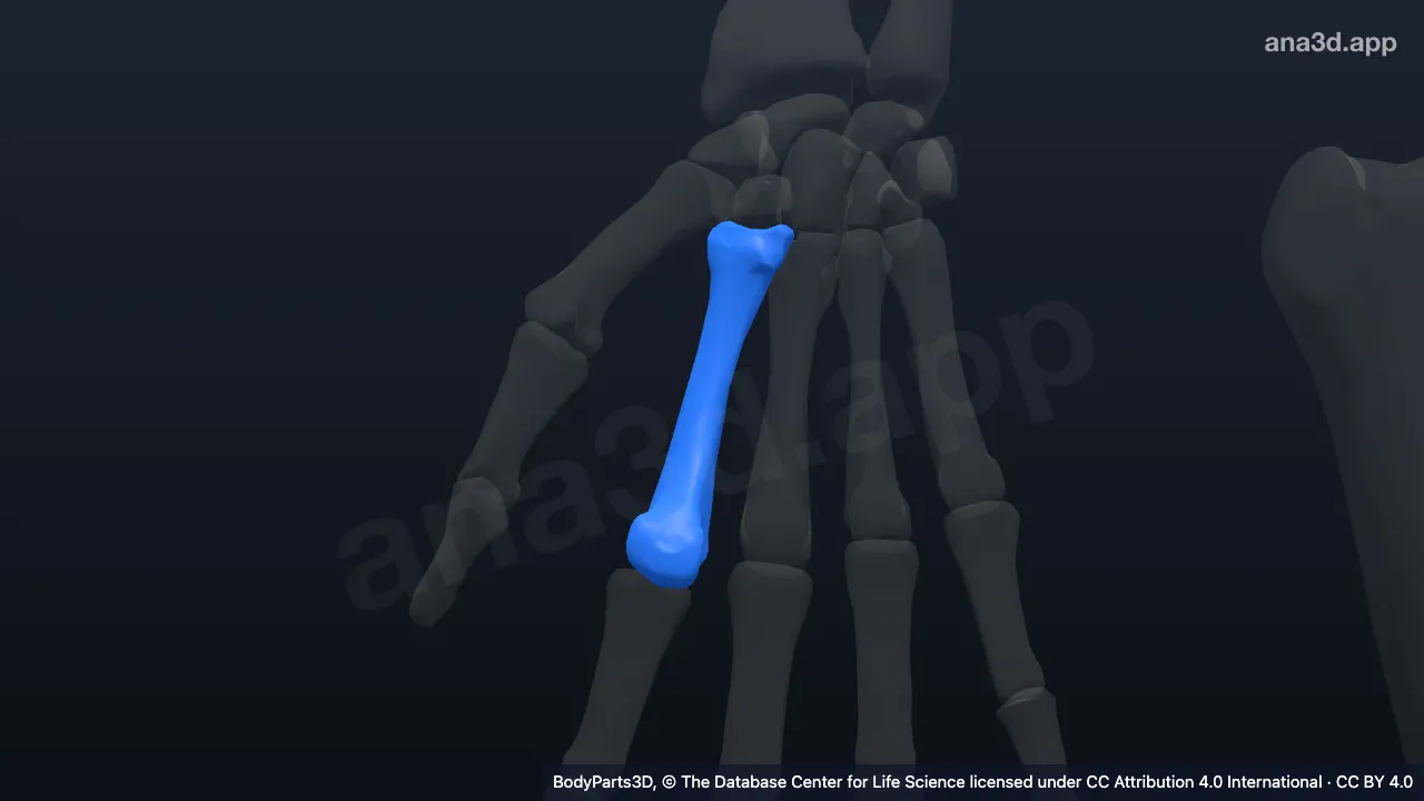 3D model: right second metacarpal bone