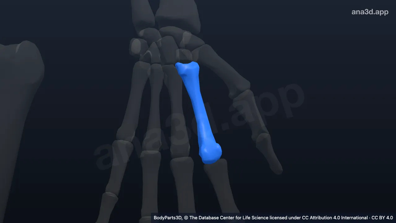 3D model: left second metacarpal bone