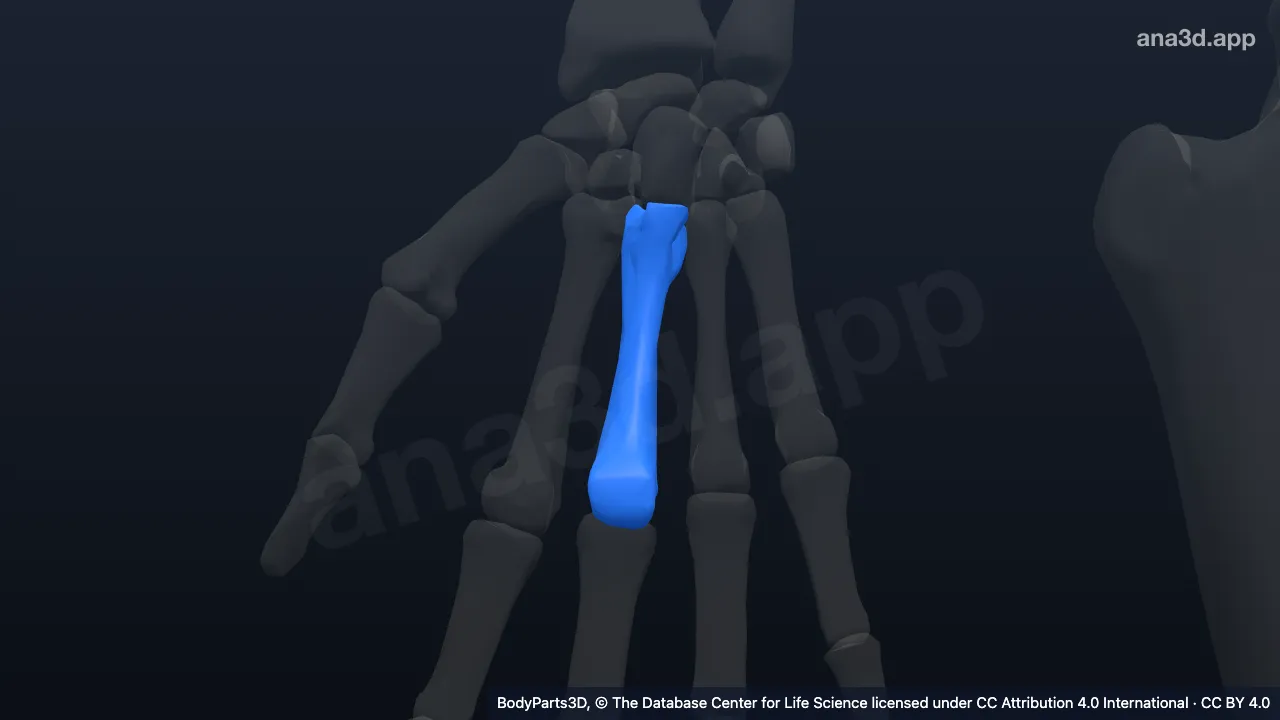 3D model: right third metacarpal bone