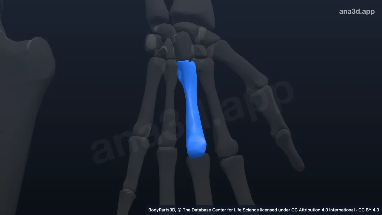 3D model: left third metacarpal bone