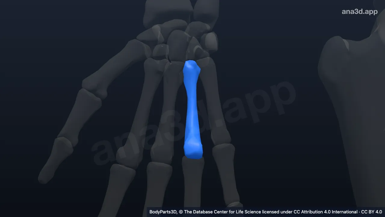 3D model: right fourth metacarpal bone