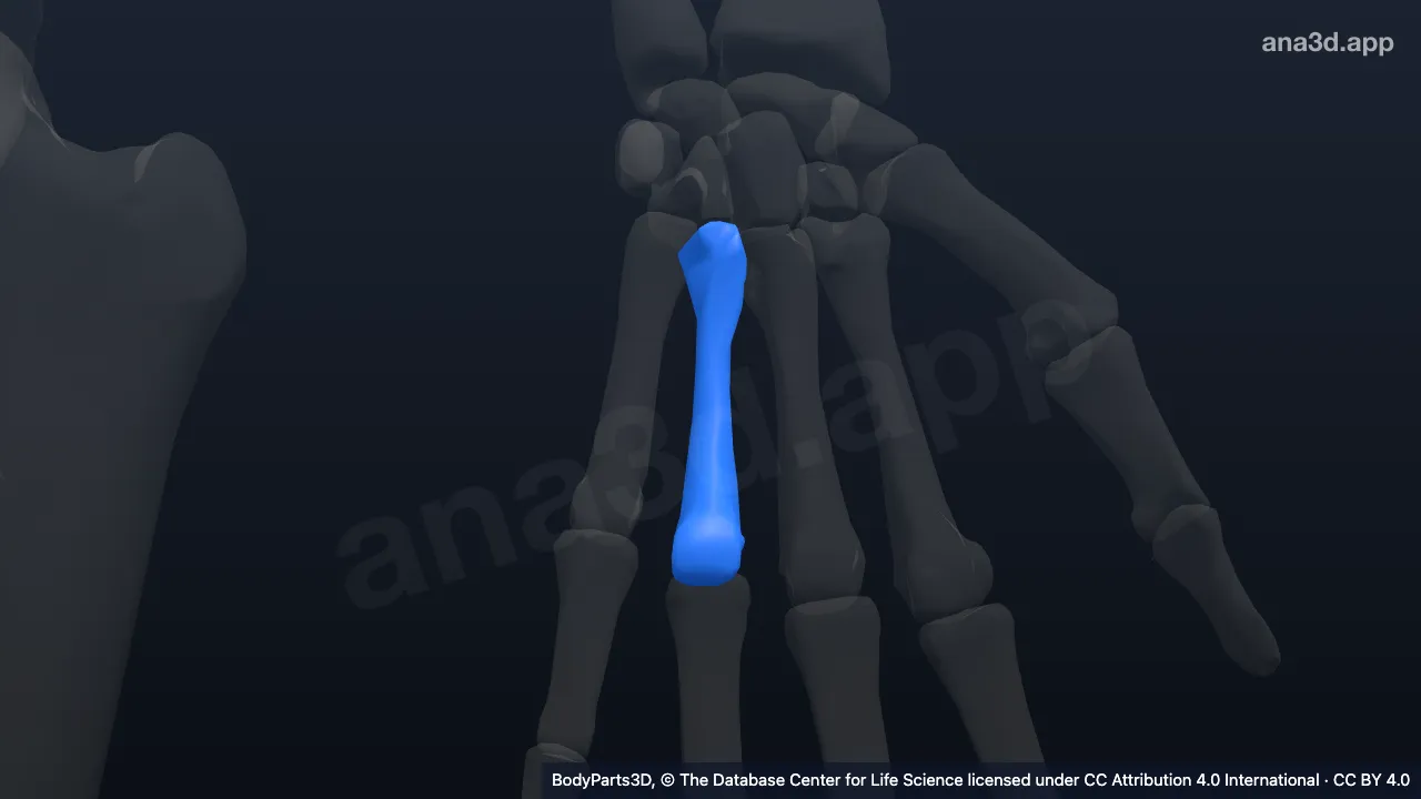 Modèle 3D : 4e os métacarpien gauche