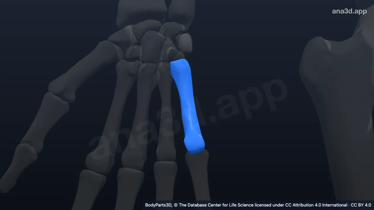 Modelo 3D: Quinto metacarpo derecho