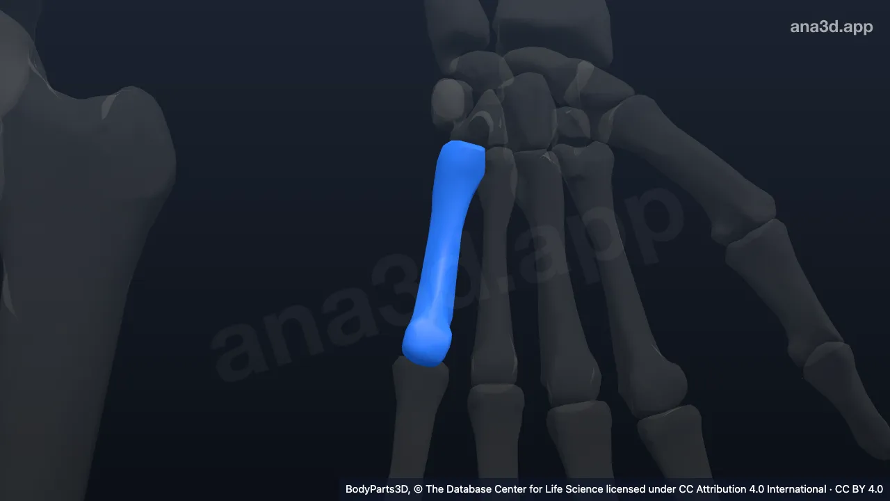 3D model: left fifth metacarpal bone