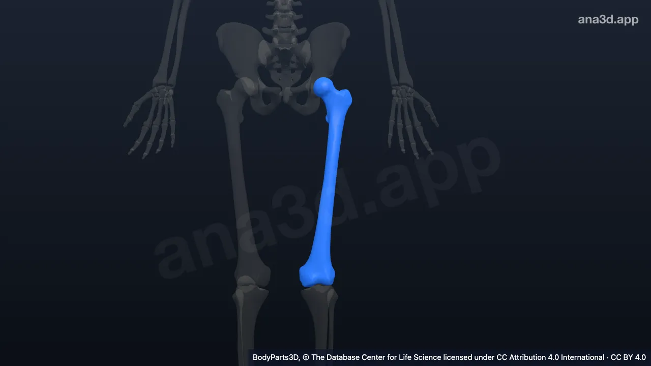 3D model: left femur