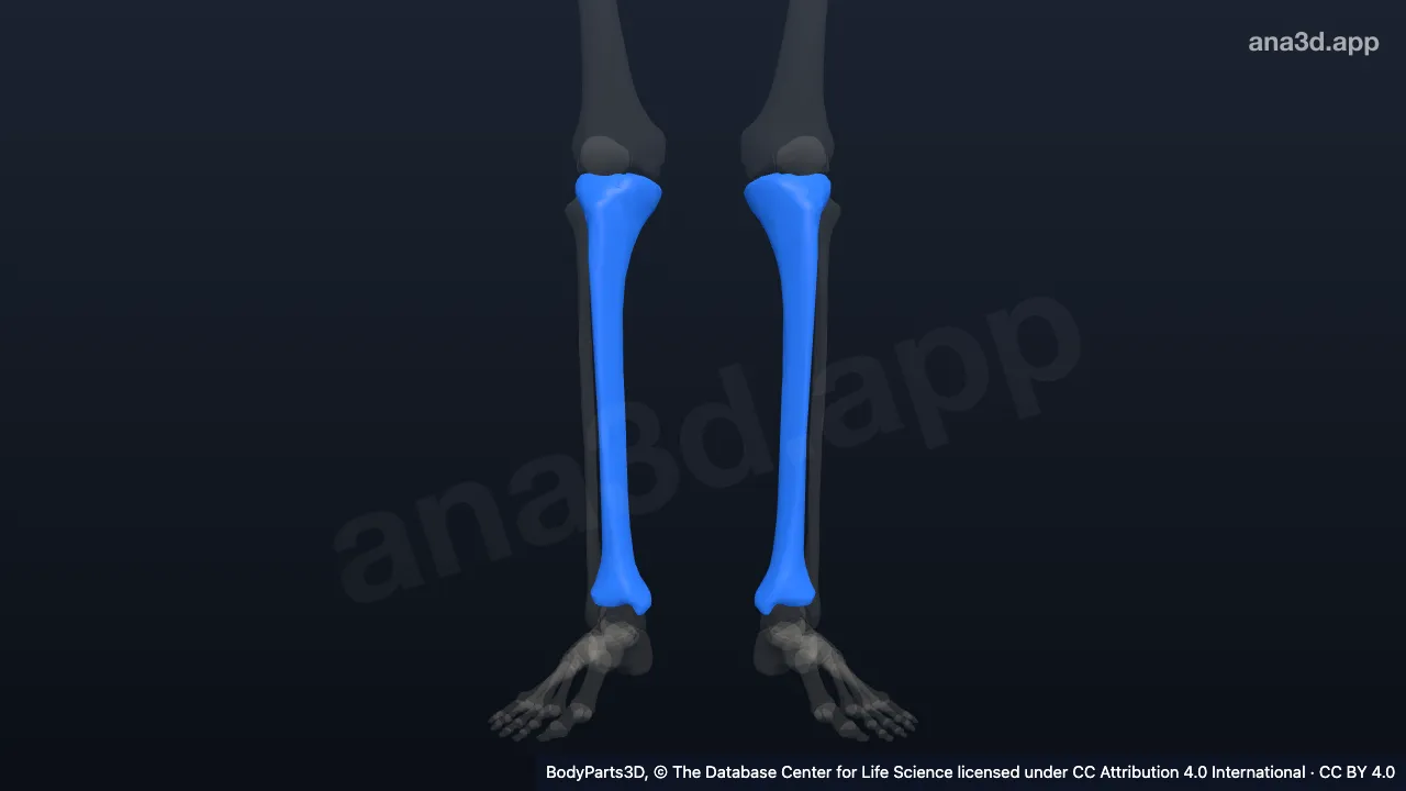 Tibia: anatomy, location and function