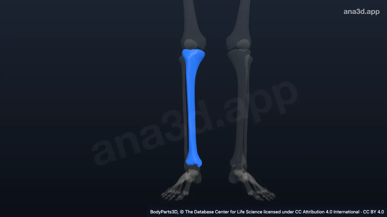 3D model: right tibia