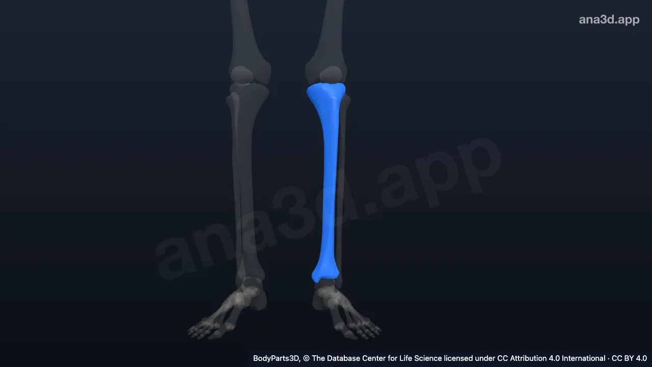 3D model: left tibia