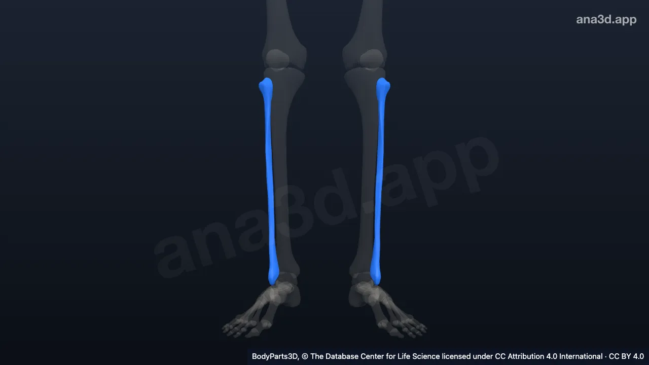 Fibula: anatomy, location and function