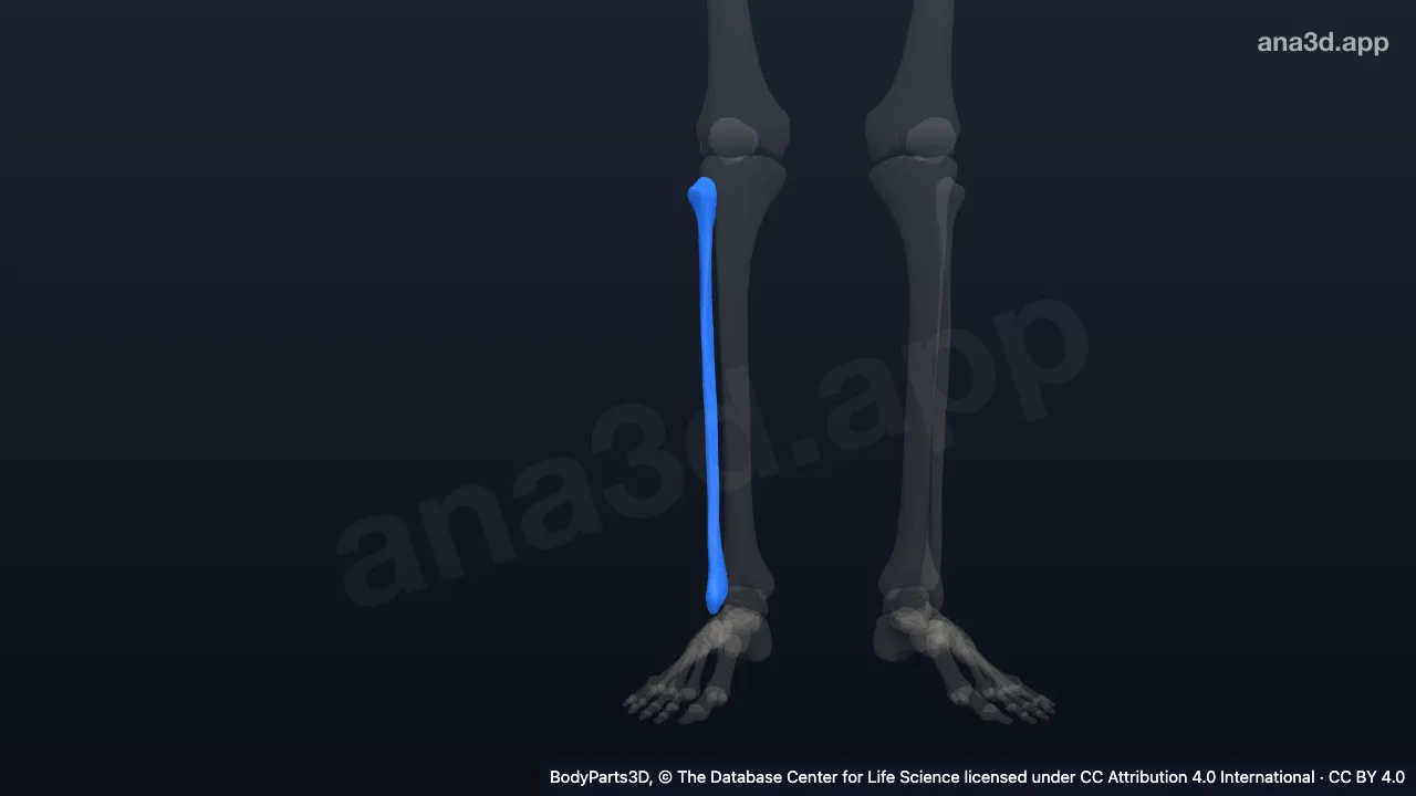 Modèle 3D : Fibula droite