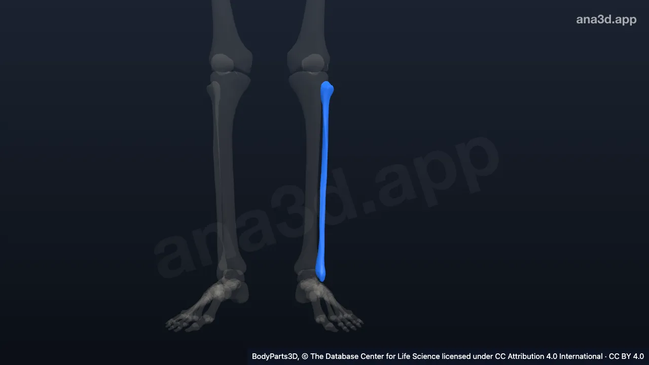 3D model: left fibula