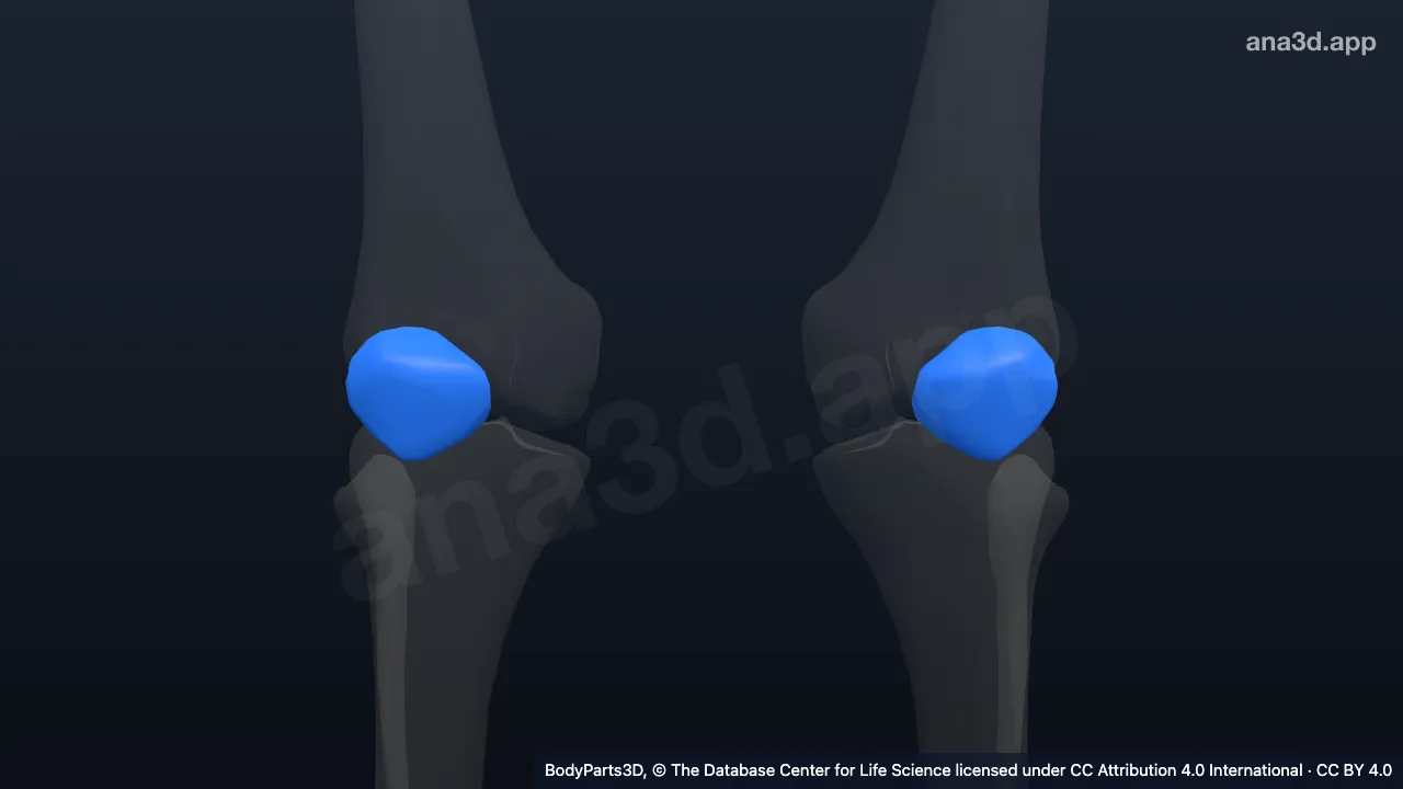 Patella: anatomy, location and function