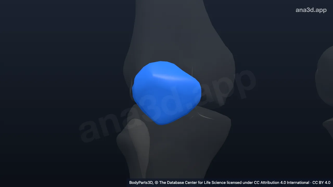 3D model: right patella