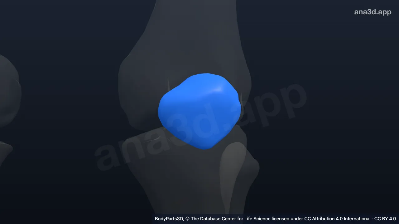 3D model: left patella