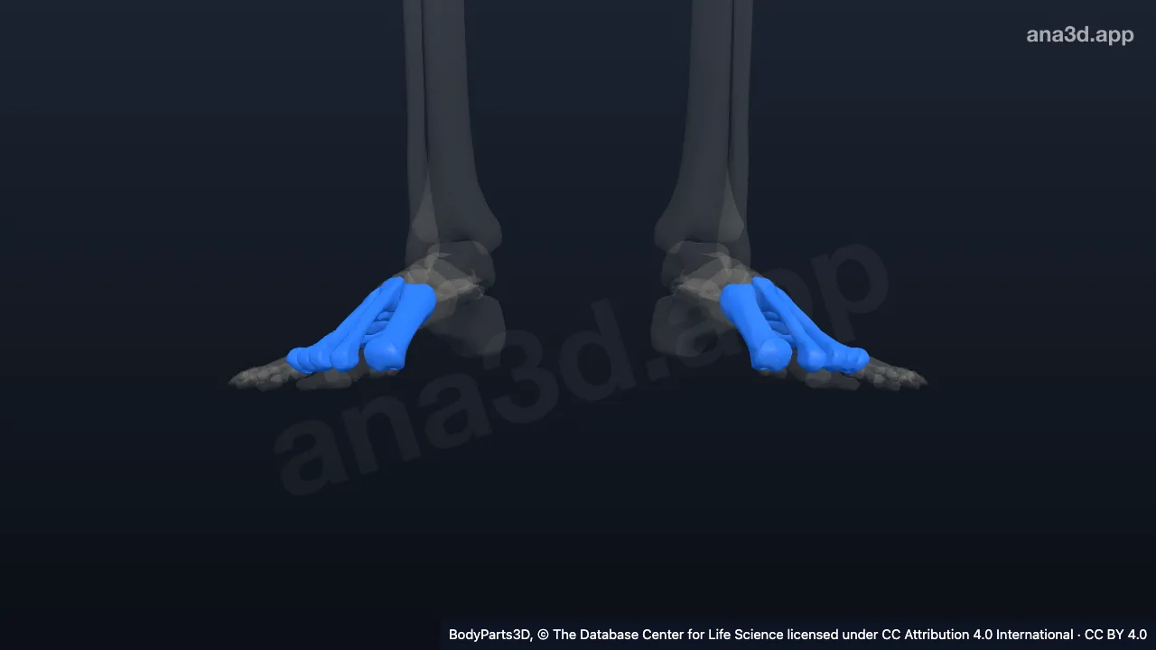 Modèle 3D : Os métatarsien