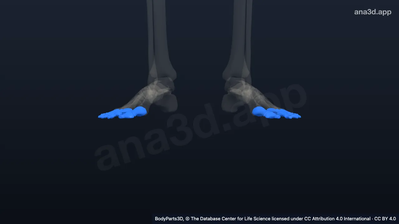 3D-Modell: Zehenknochen