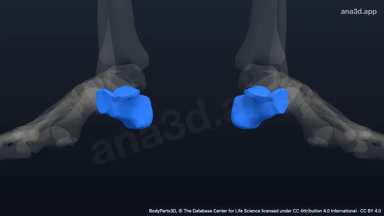 3D-Modell: Fersenbein