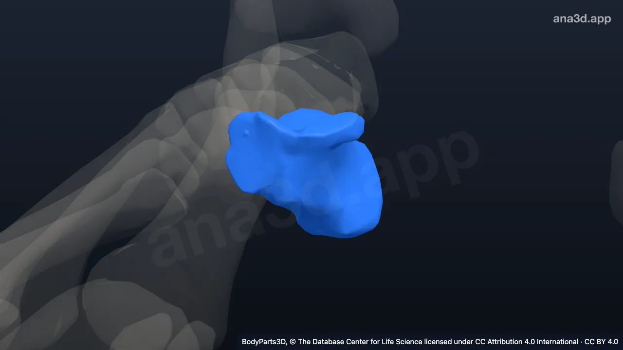 Modelo 3D: Calcâneo direito