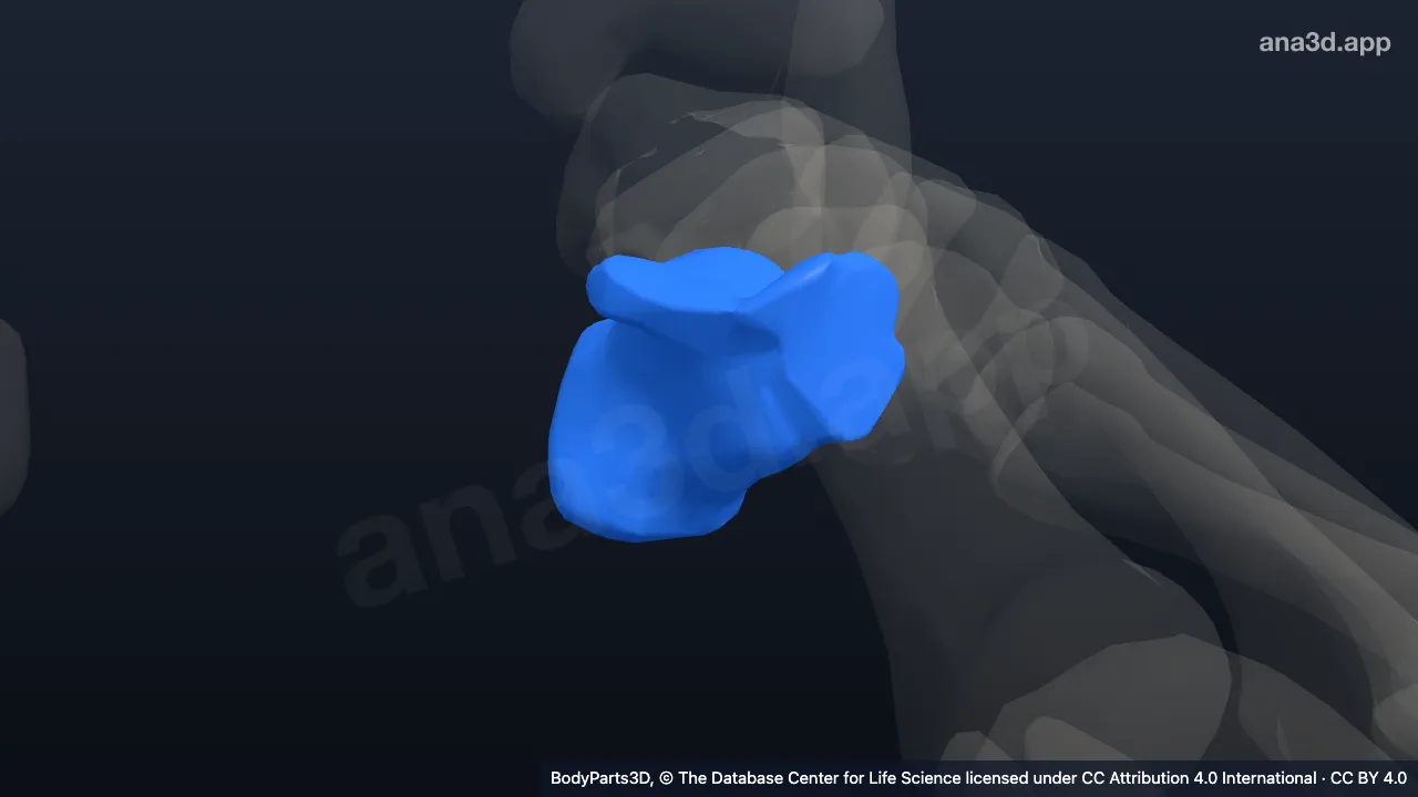 Modelo 3D: Calcâneo esquerdo