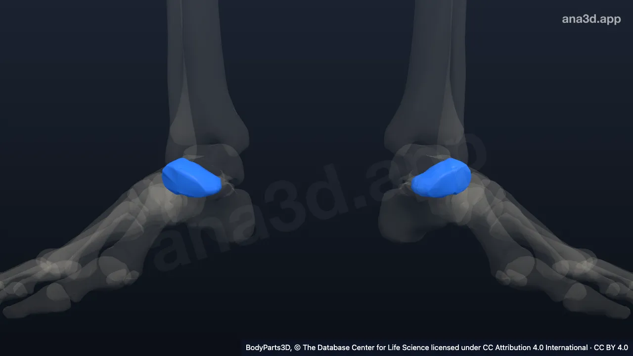 Modelo 3D: hueso navicular
