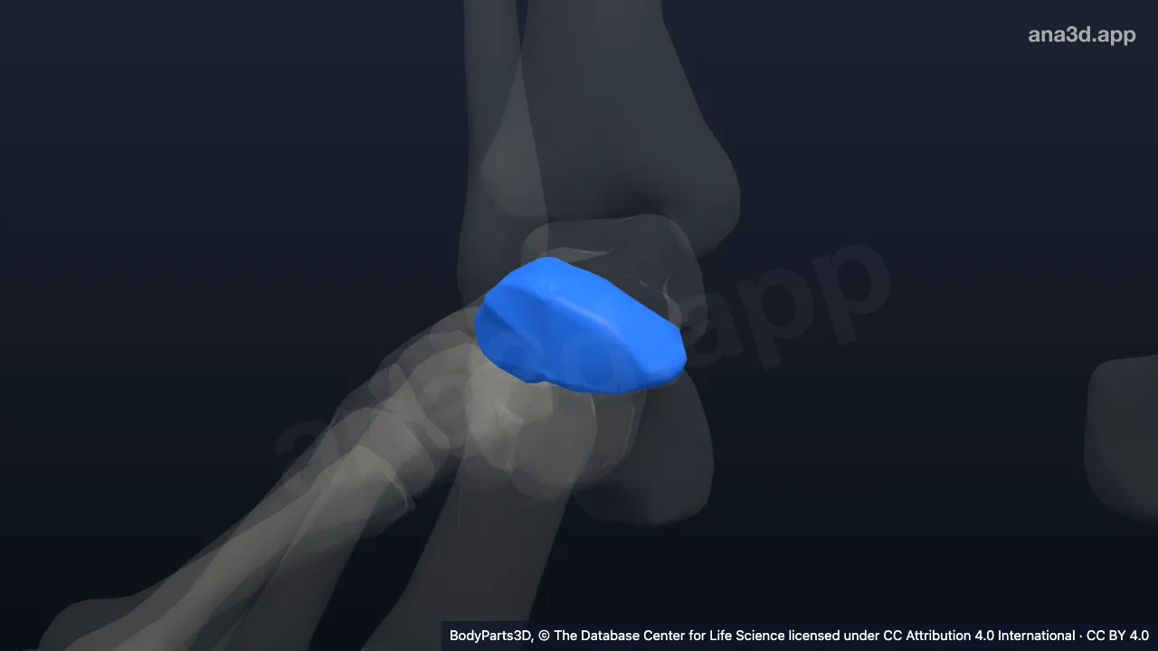 Modelo 3D: Hueso navicular del pie derecho