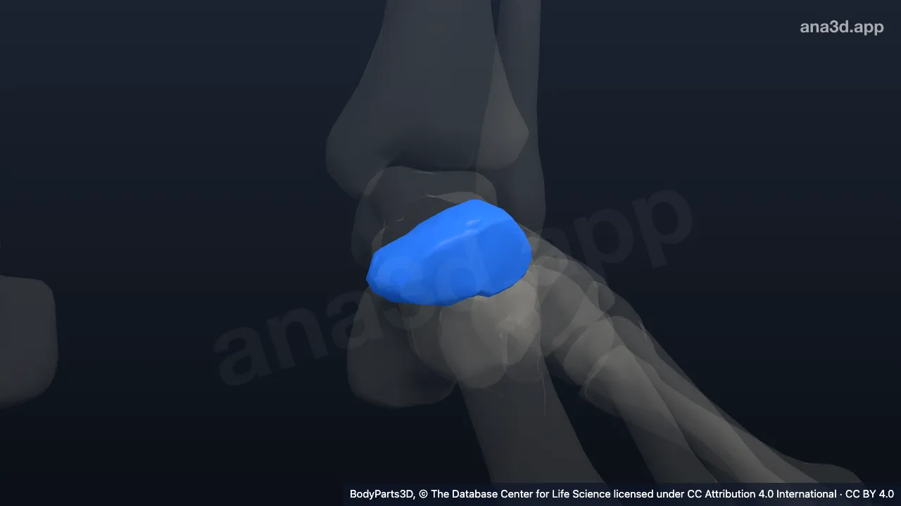 Modelo 3D: Hueso navicular del pie izquierdo