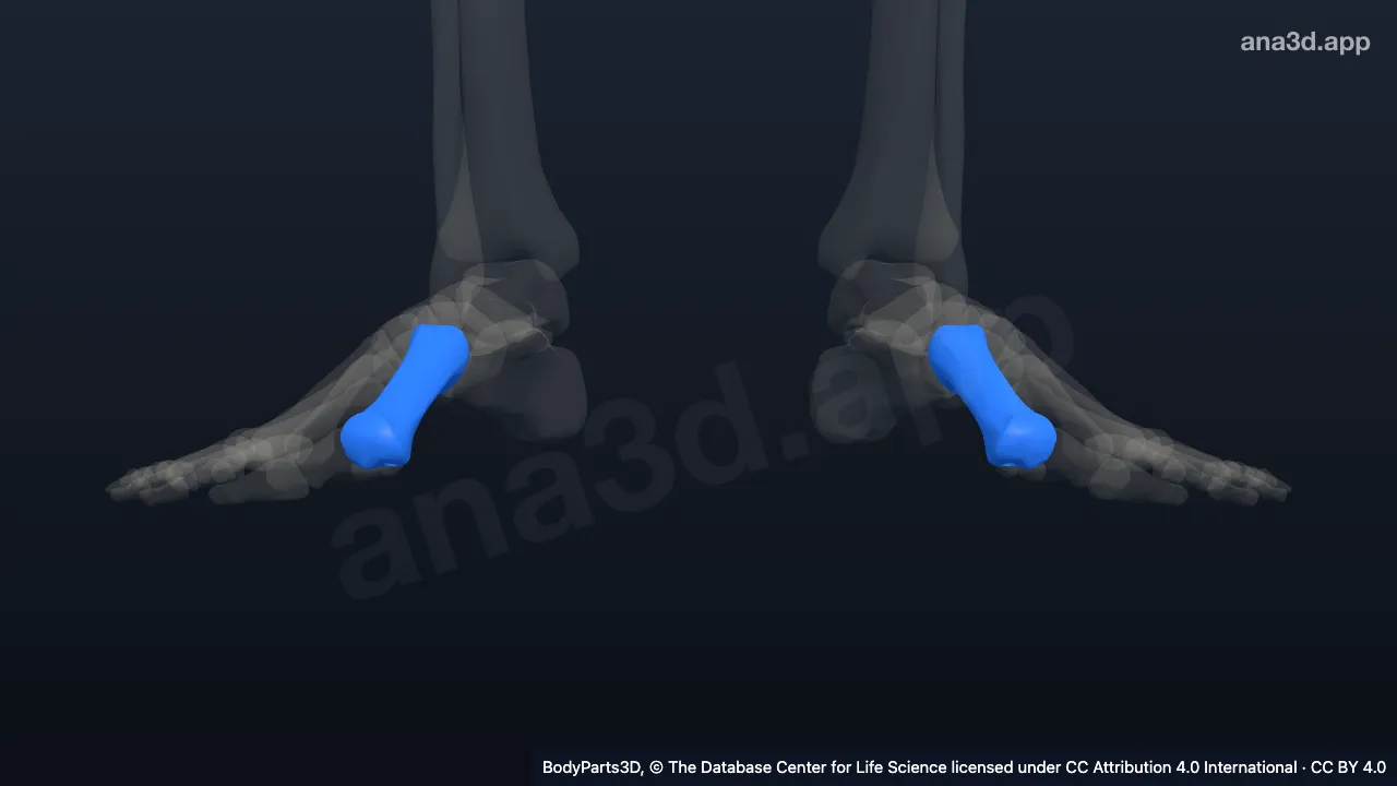 3D model: first metatarsal bone
