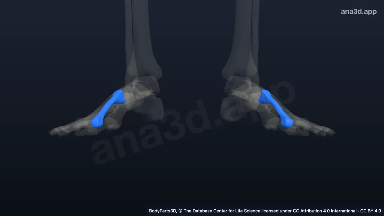 Modelo 3D: Segundo hueso metatarsiano