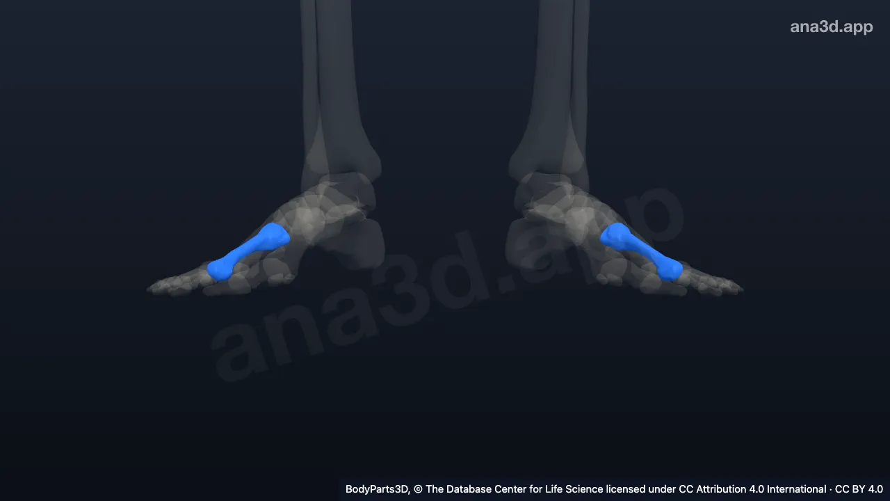 Model 3D: Tulang metatarsal ke-4